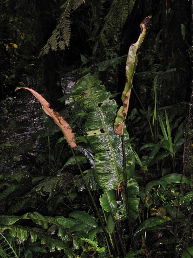 Dryopteridaceae Elaphoglossum bakeri