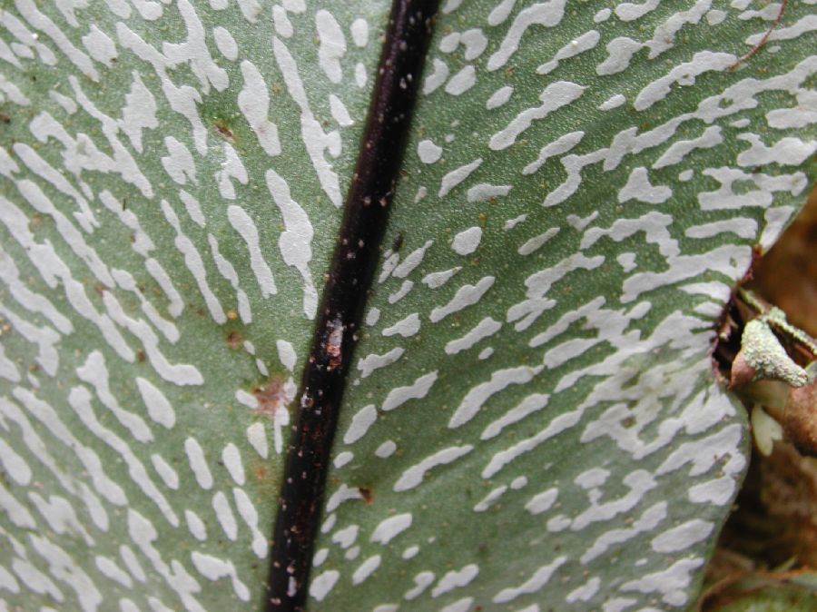 Dryopteridaceae Elaphoglossum castaneum