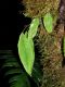 image of Elaphoglossum clathratum