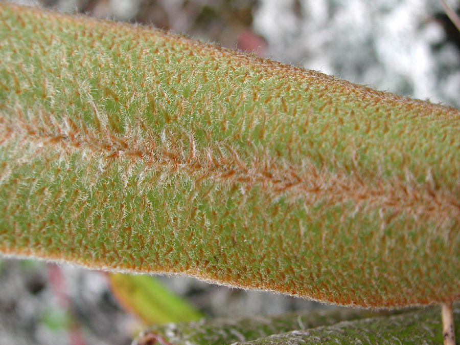 Dryopteridaceae Elaphoglossum engelii