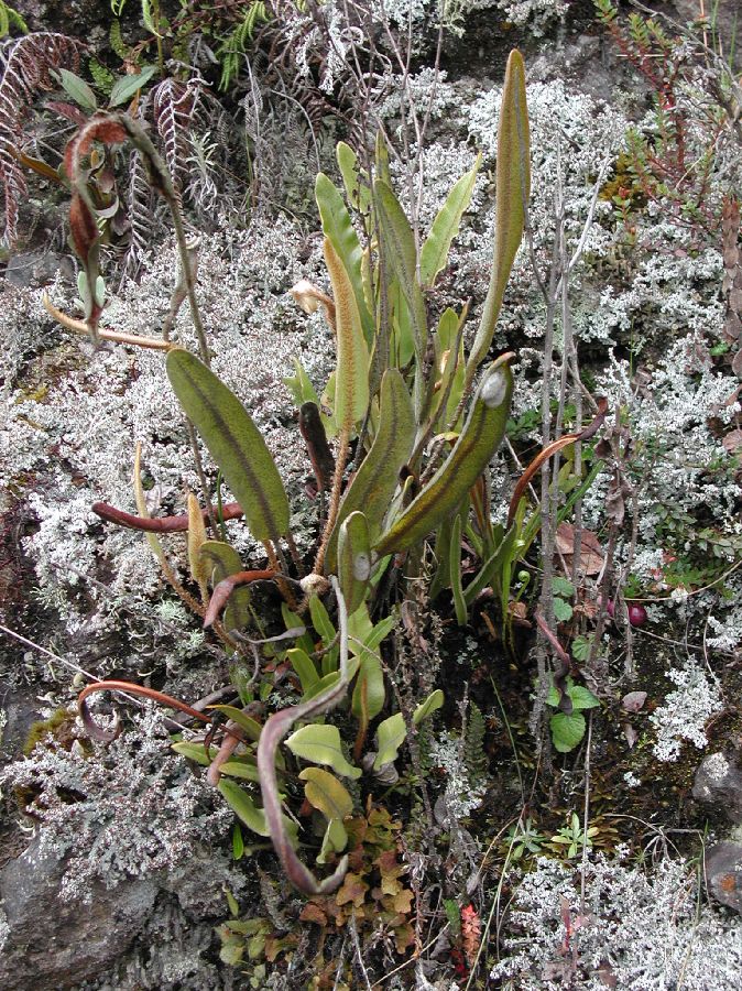 Dryopteridaceae Elaphoglossum engelii