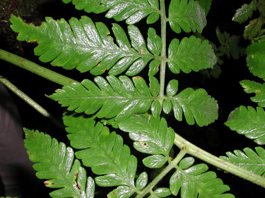 Dryopteridaceae Polybotrya aequatoriana