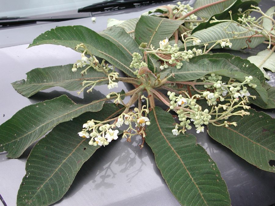 Actinidiaceae Saurauia 