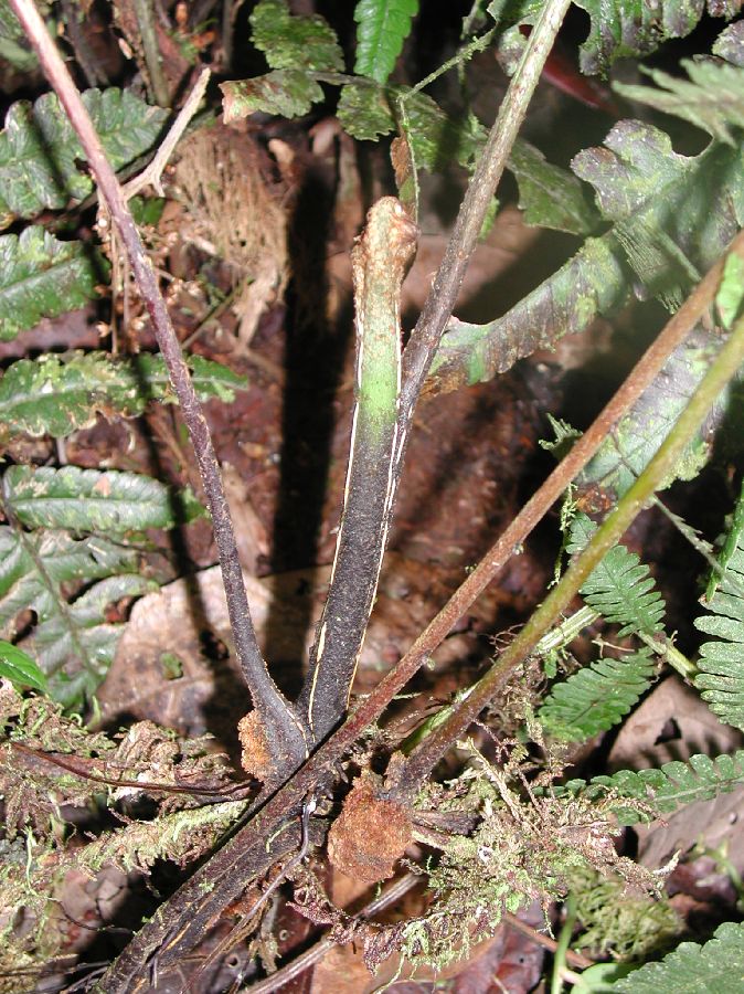 Thelypteridaceae Amauropelta longicaulis