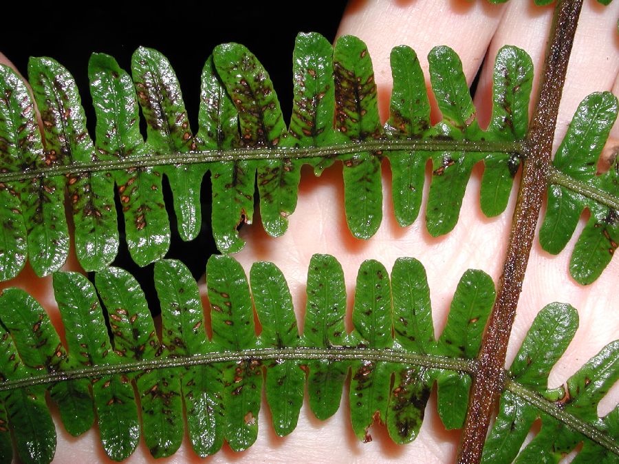 Thelypteridaceae Amauropelta longicaulis