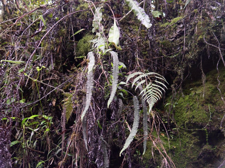 Pteridaceae Jamesonia verticalis