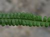 image of Jamesonia verticalis