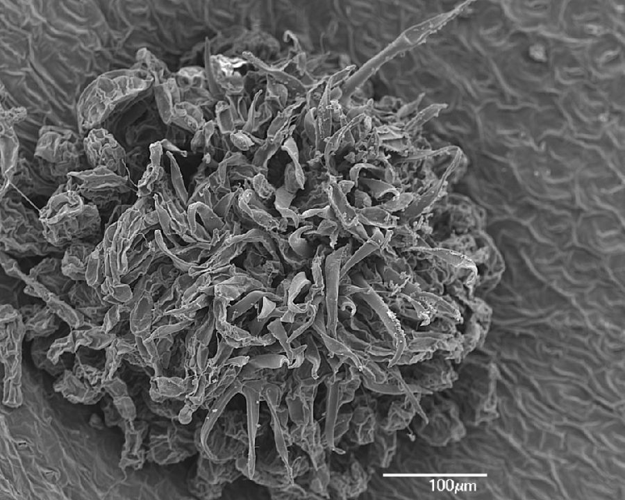 Dryopteridaceae Megalastrum dentatum