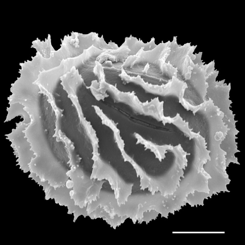 Dryopteridaceae Megalastrum biseriale
