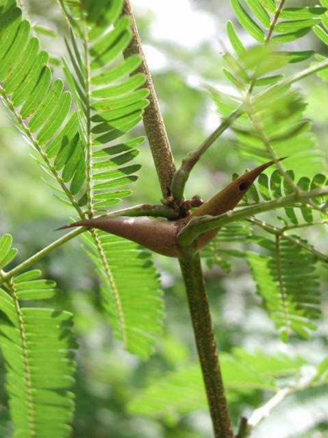 Fabaceae Acacia collinsii