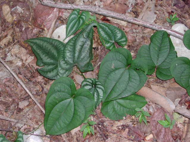 Dioscoreaceae Dioscorea 