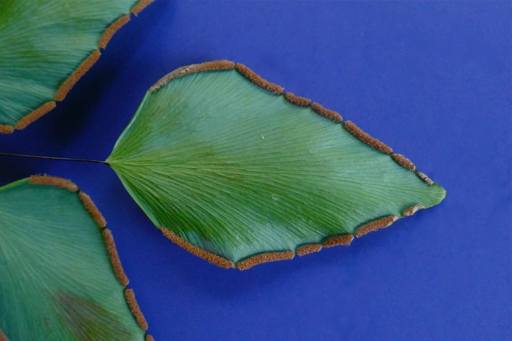 Pteridaceae Adiantum seemannii