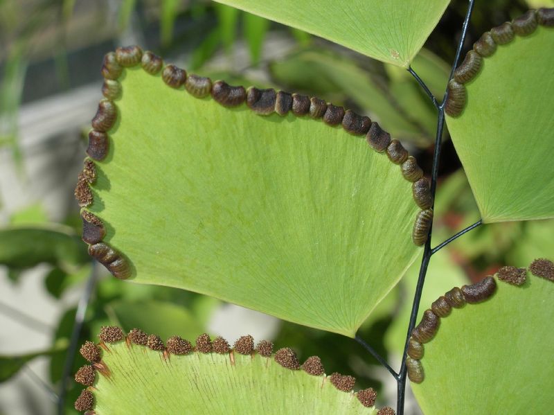 Pteridaceae Adiantum peruvianum