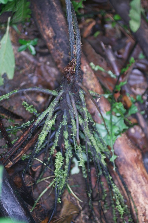 Athyriaceae Diplazium macrophyllum