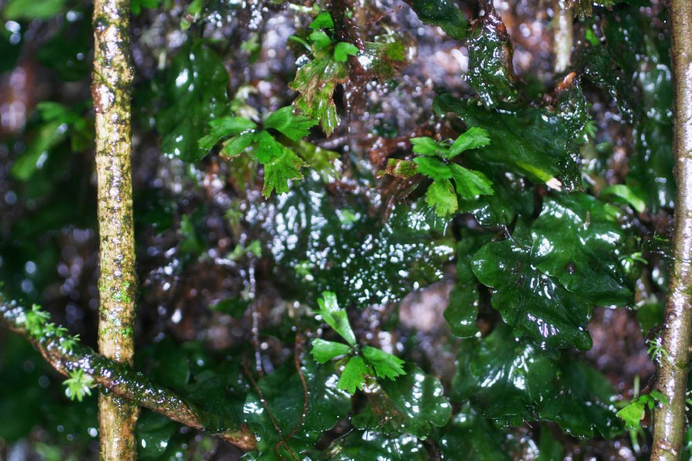 Pteridaceae Hecistopteris pumila