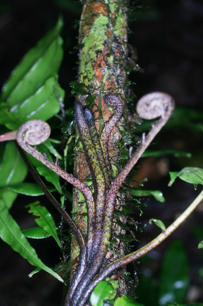 Lomariopsidaceae Lomariopsis japurensis