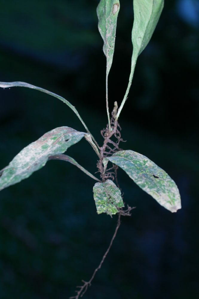 Polypodiaceae Pleopeltis bradeorum