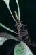 image of Pleopeltis bradeorum