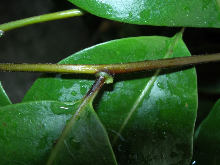 Polypodiaceae Drynaria speciosa