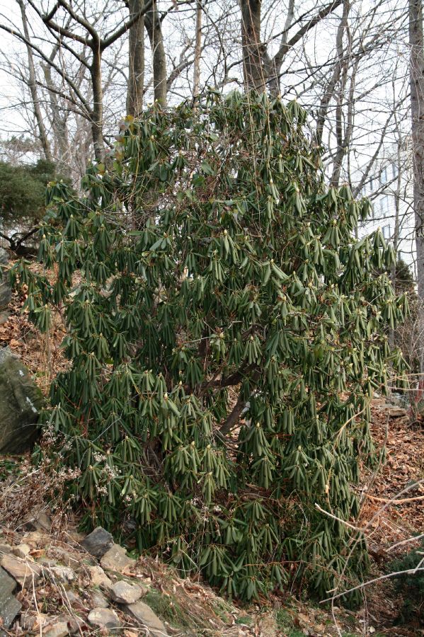 Ericaceae Rhododendron maximum