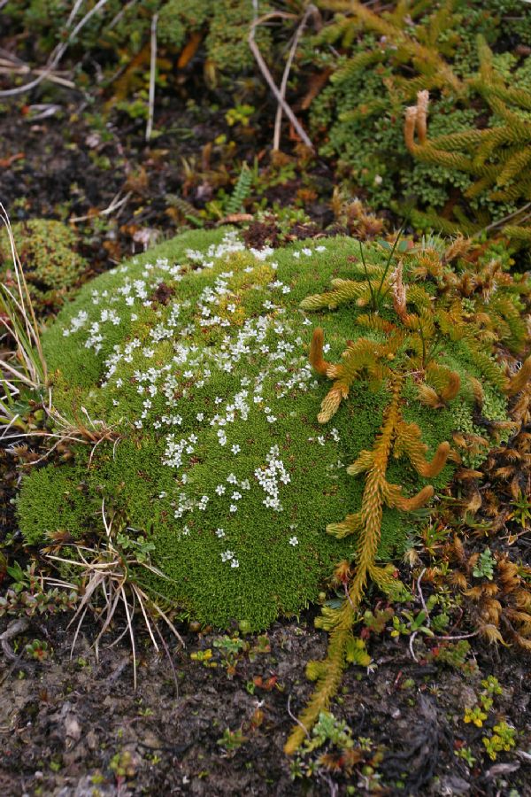 Lycopodiaceae Austrolycopodium magellanicum