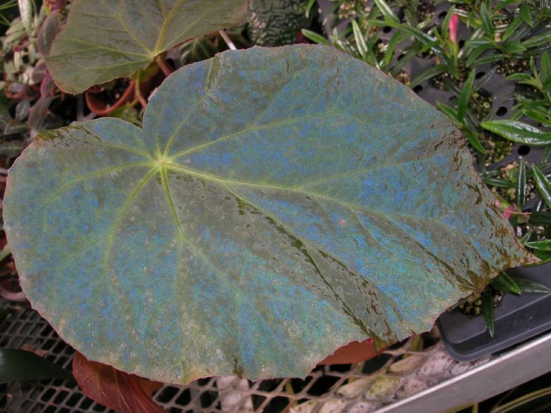 Begoniaceae Begonia pavonina