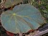 image of Begonia pavonina