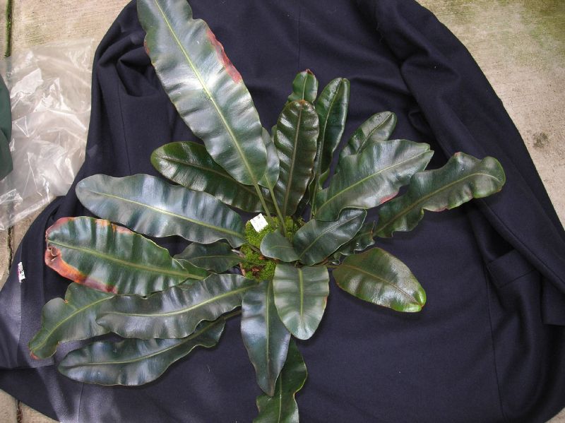 Dryopteridaceae Elaphoglossum metallicum