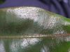 image of Elaphoglossum metallicum