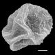 image of Cyclodium sancti-grabieli
