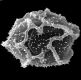 image of Elaphoglossum gramineum