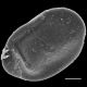 image of Lomagramma pteroides
