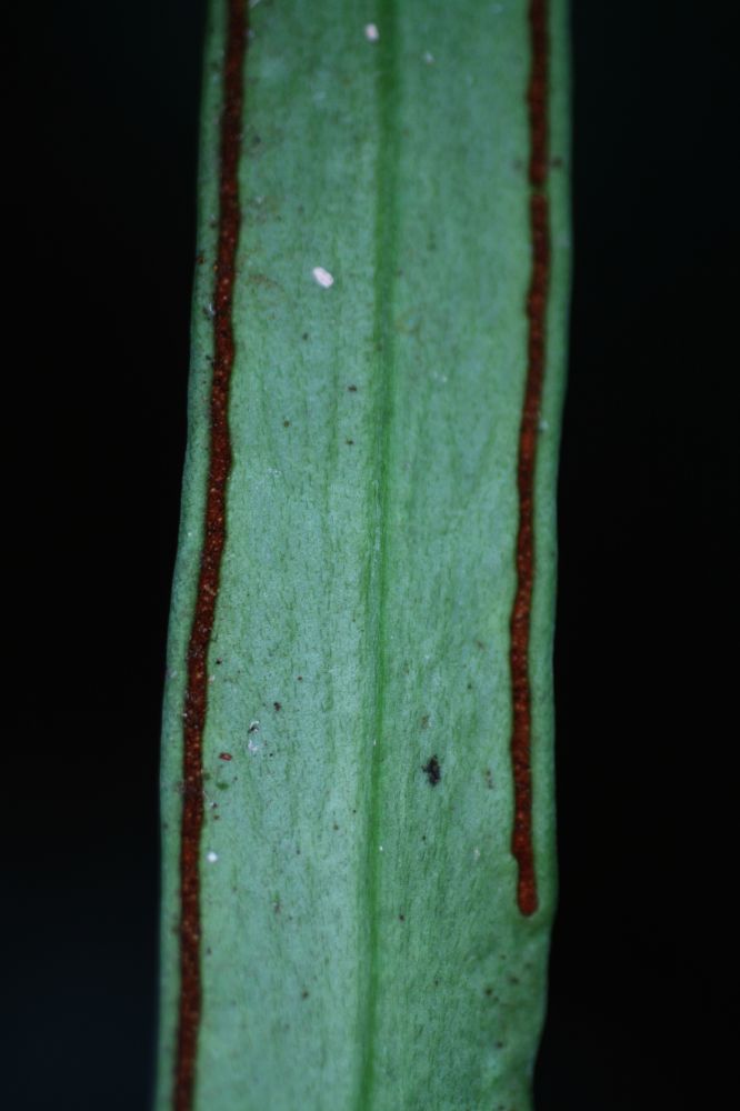  Ananthacorus angustifolius