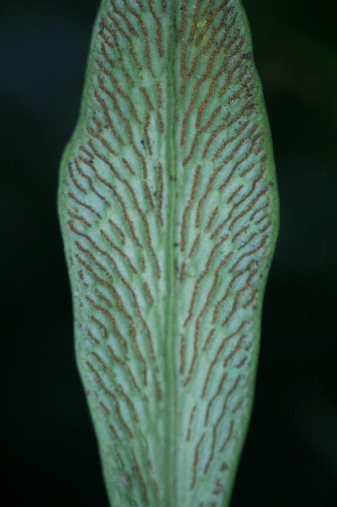 Pteridaceae Polytaenium cajenense