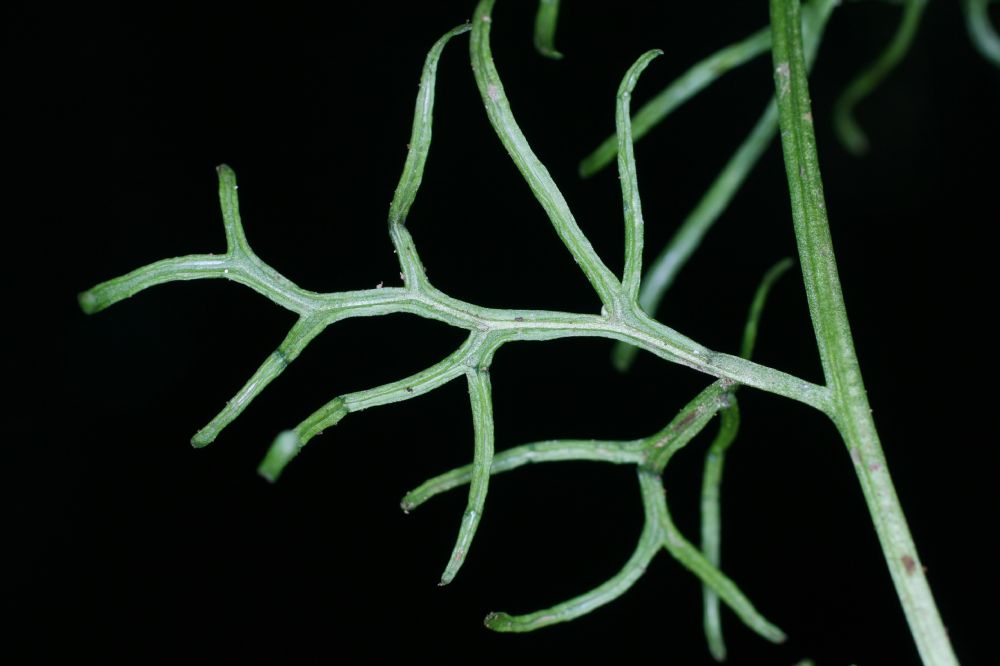 Pteridaceae Ceratopteris thalictroides