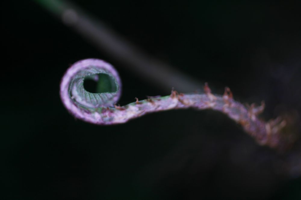  Dracoglossum plantagineum