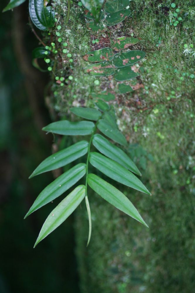 Marcgraviaceae Marcgravia 