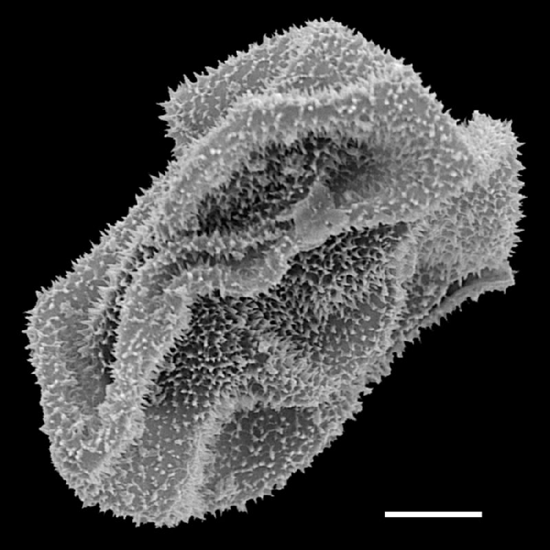 Dryopteridaceae Polybotrya cylindrica