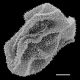 image of Polybotrya cylindrica