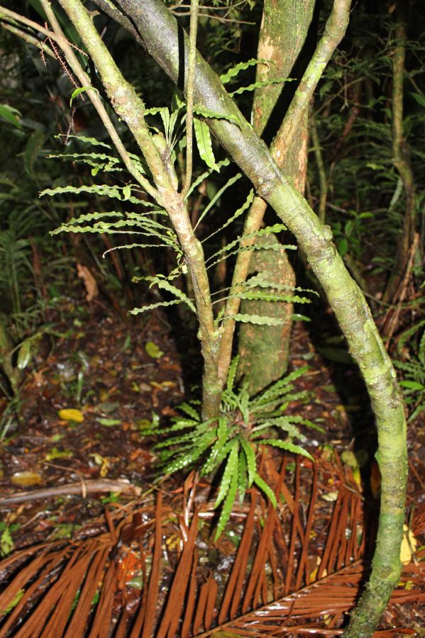 Polypodiaceae Campyloneurum herbaceum
