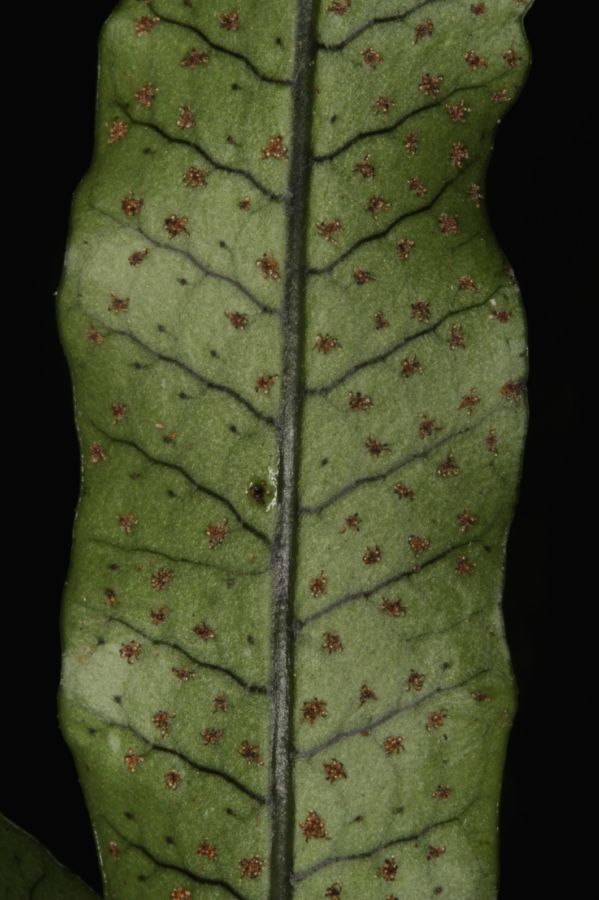 Polypodiaceae Campyloneurum herbaceum