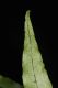 image of Campyloneurum herbaceum