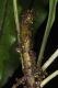 image of Campyloneurum herbaceum