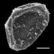 image of Lomaridium fragile