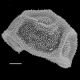 image of Polybotrya osmundacea