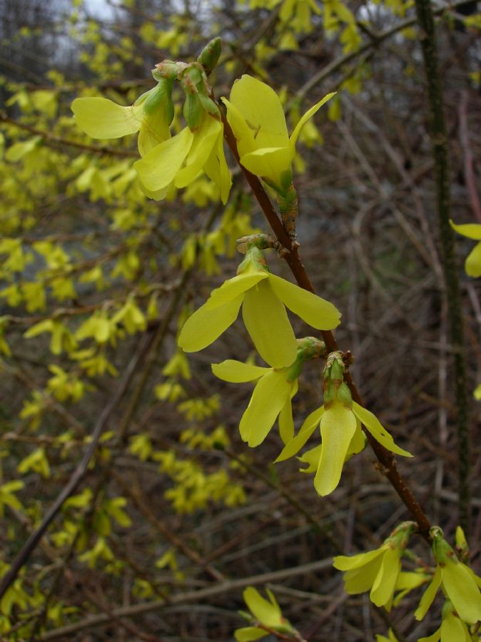 Oleaceae Forsythia 