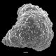 image of Lygodium polystachyum