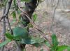 image of Lonicera japonica