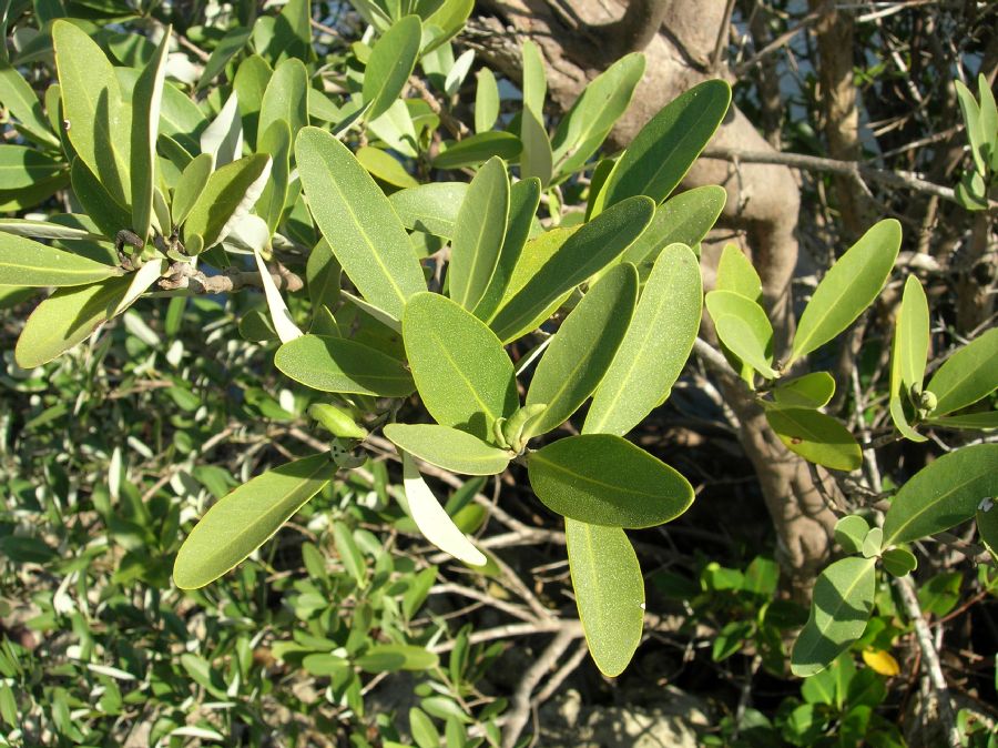 Acanthaceae Avicennia germinans