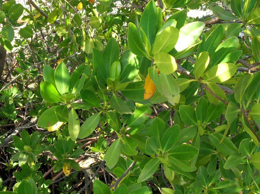 Combretaceae Laguncularia racemosa